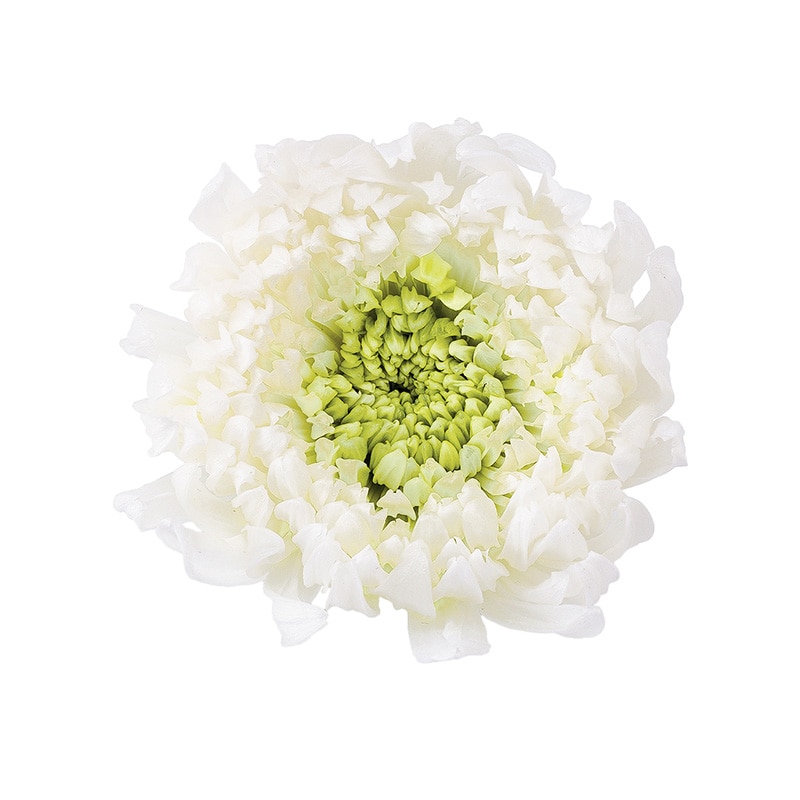 大地農園 プリザーブドフラワー 輪菊　咲花　ミルフィーユ 04185-017　ホワイトグリーン 1箱（ご注文単位1箱）【直送品】