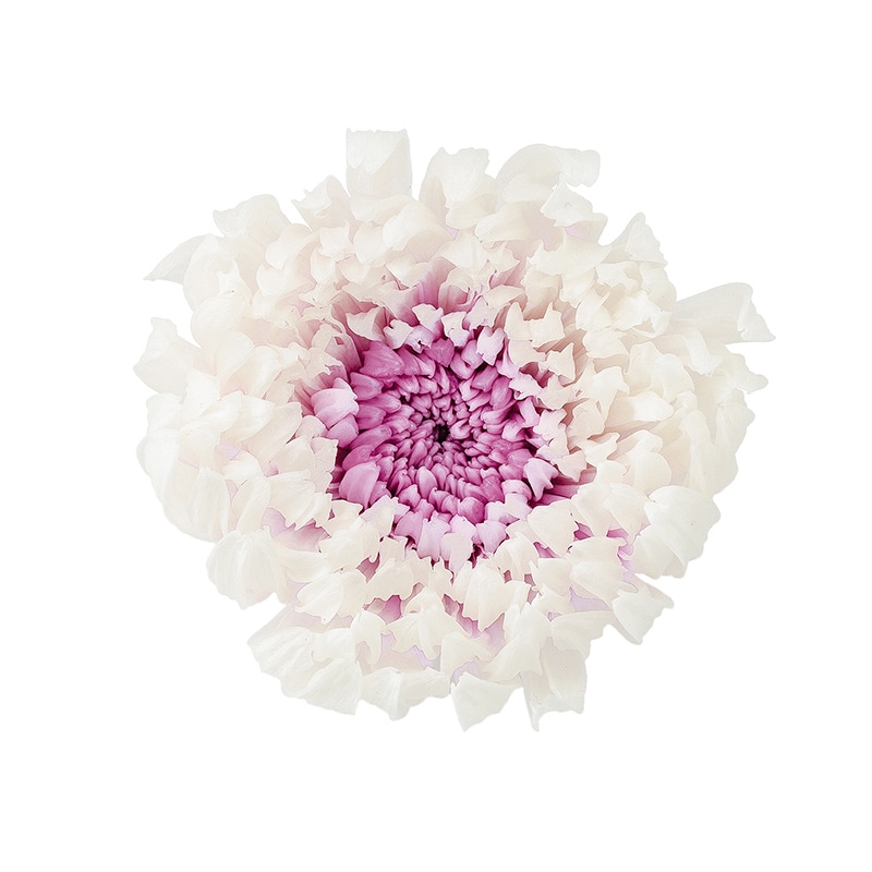 大地農園 プリザーブドフラワー 輪菊　咲花　ミルフィーユ 04185-014　ホワイトパープル 1箱（ご注文単位1箱）【直送品】