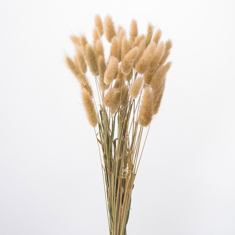 大地農園 ナチュラルドライフラワー ラグラス 42050-030　ナチュラルベージュ 1束（ご注文単位1束）【直送品】
