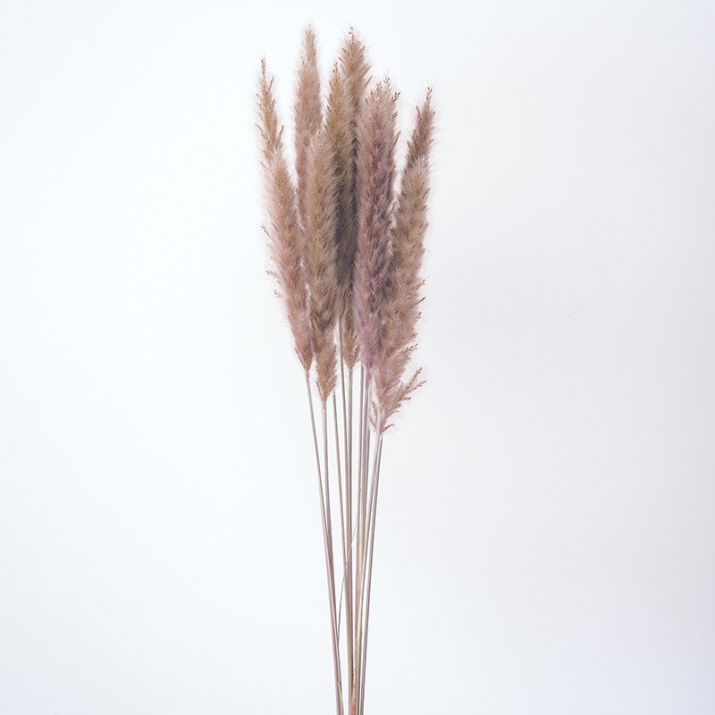 大地農園 ナチュラルドライ テールリード ミニ 51345-030 ナチュラルベージュ 1束(ご注文単位1束)【直送品】