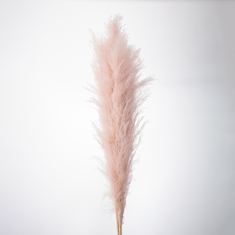 大地農園 ナチュラルドライ ビッグテールリード 51350-081 ピンクベージュ 1束(ご注文単位1束)【直送品】