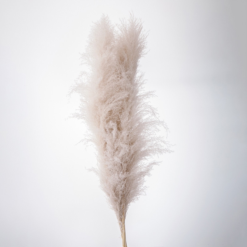 大地農園 ナチュラルドライ ビッグテールリード 51350-871 パールグレー 1束(ご注文単位1束)【直送品】