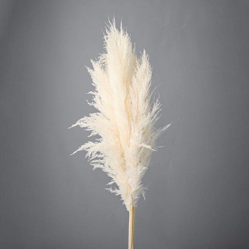 大地農園 ナチュラルドライ シルキーパンパス　L 52283－011　オフホワイト 1束（ご注文単位1束）【直送品】