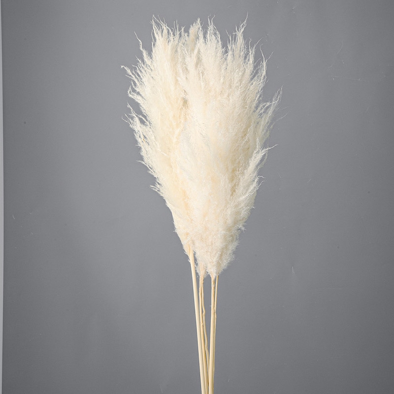 大地農園 ナチュラルドライ シルキーパンパス　M 52282－011　オフホワイト 1束（ご注文単位1束）【直送品】