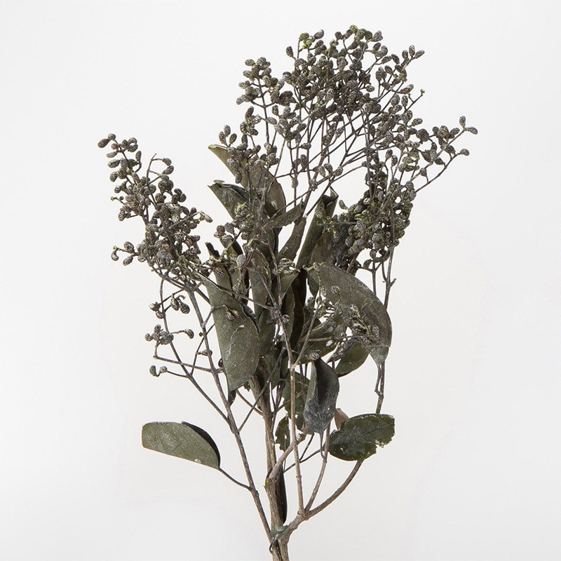 大地農園 プリザーブドグリーン タマツバキ ウォッシュホワイト 04260-012 1束(ご注文単位1束)【直送品】