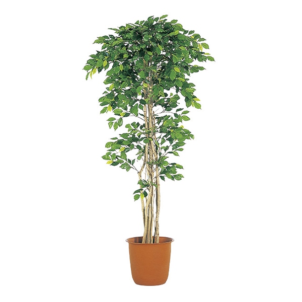 アルファ インテリアグリーン ベンジャミンツイン L TI8-0187 1個(ご注文単位1個)【直送品】