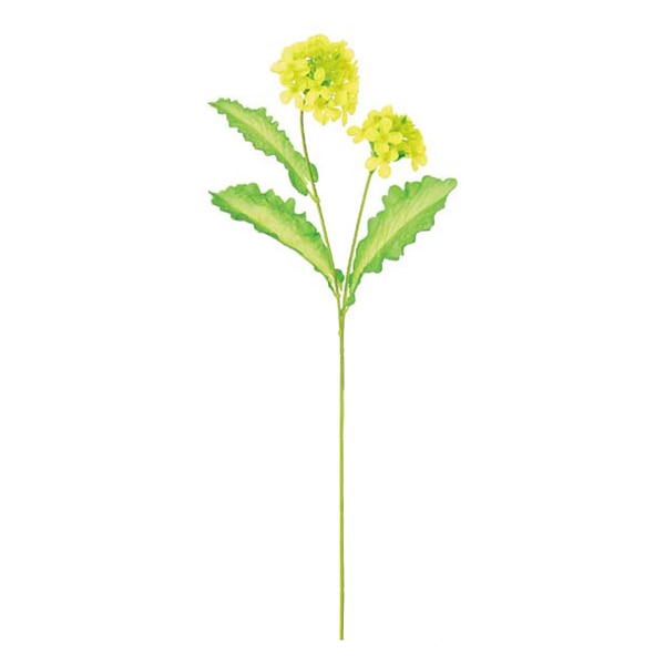 ドガ 菜の花ブッシュ  FLS-0733 1本（ご注文単位1本）【直送品】