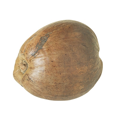 ドガ ヤシの実  ND-0400 1個（ご注文単位1個）【直送品】