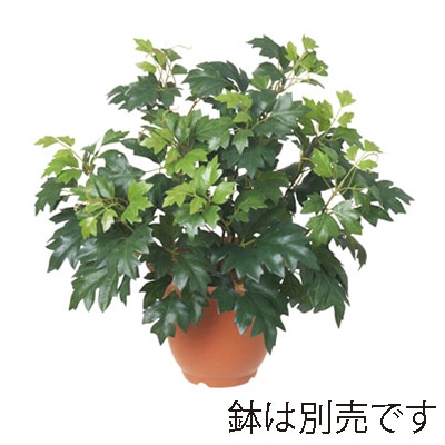 ドガ ダニカブッシュ LEB-8026 1本(ご注文単位1本)【直送品】