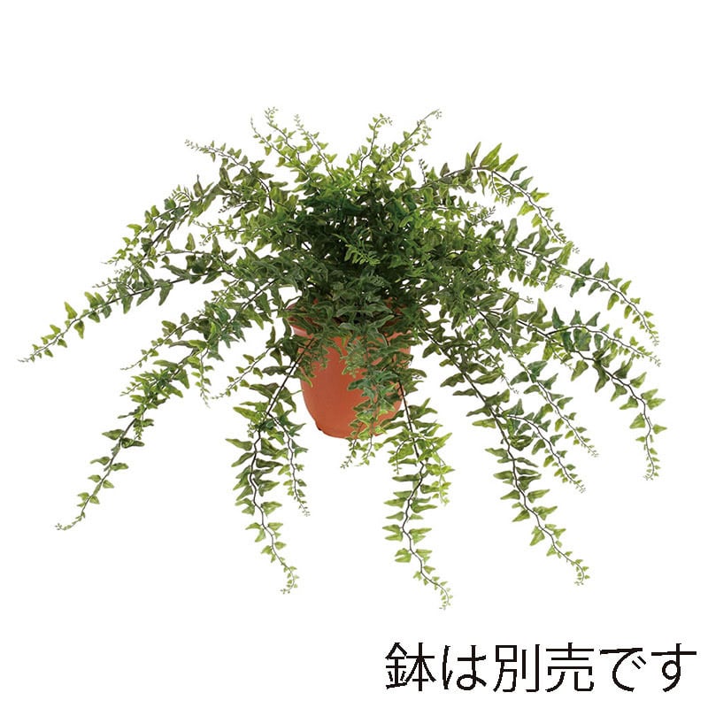 ドガ ベーカーファーンブッシュ  LEB-8078 1本（ご注文単位1本）【直送品】