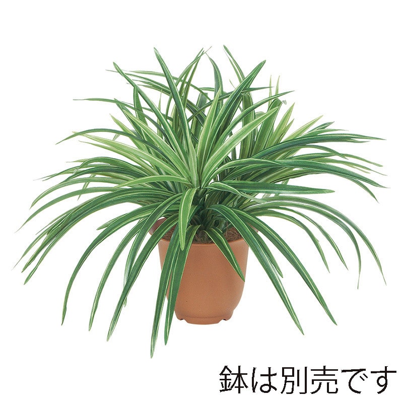 ドガ ドラセナブッシュ グリーン／ホワイト LEB-8045 1本（ご注文単位1本）【直送品】