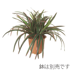 ドガ ドラセナブッシュ グリーン／レッド LEB-8045 1本（ご注文単位1本）【直送品】