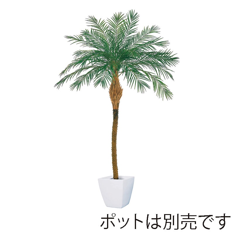 ドガ プレミアムフェニックスパームツリー M BT-2013-M 1本（ご注文単位1本）【直送品】