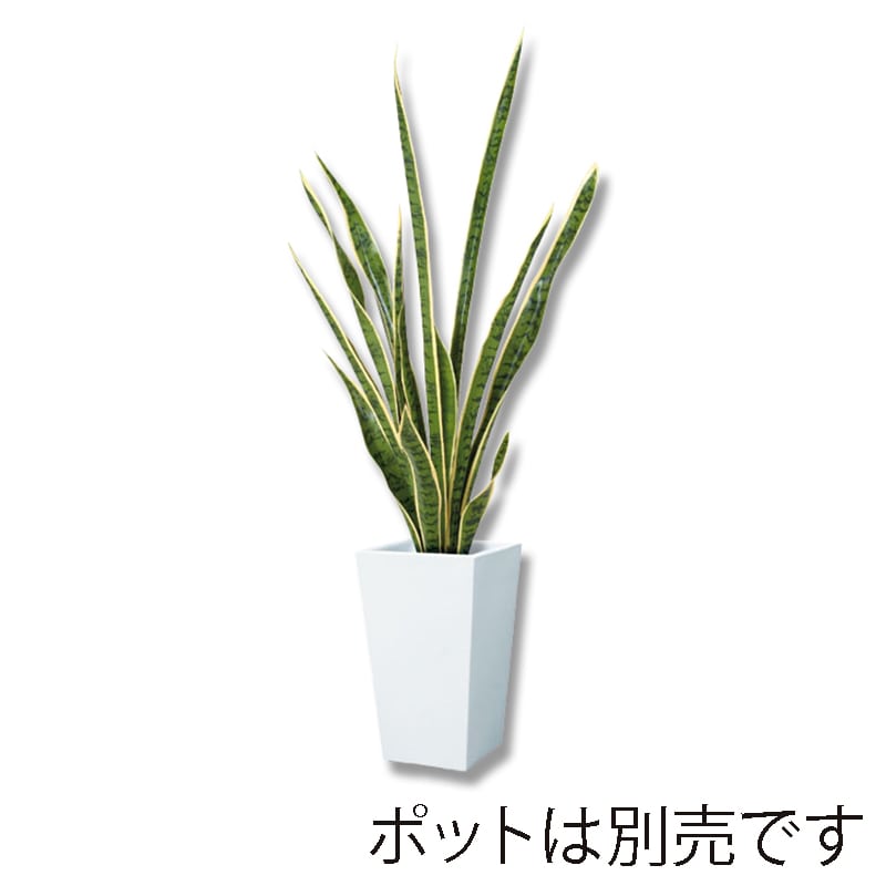 ドガ サンセベリア 105cm グリーン/ホワイト LET-2027-L 1本(ご注文単位1本)【直送品】