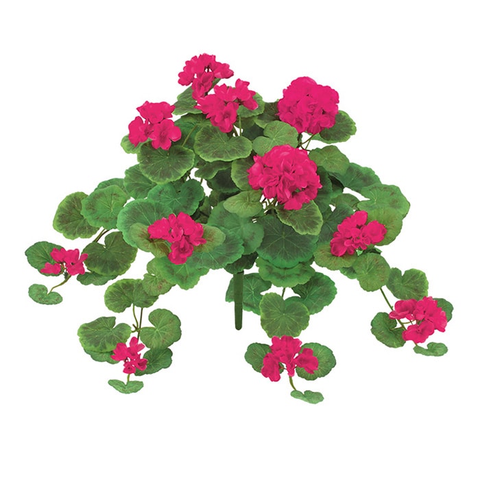 ドガ ゼラニウムブッシュ L　ビューティー FLB-8058-L 1本（ご注文単位1本）【直送品】