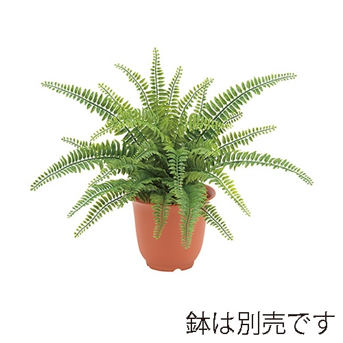 ドガ ボストンファーンブッシュ  LEB-8199 1本（ご注文単位1本）【直送品】