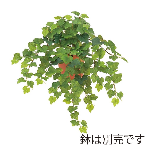 ドガ フレンチグレープブッシュ  LEB-8215 1本（ご注文単位1本）【直送品】