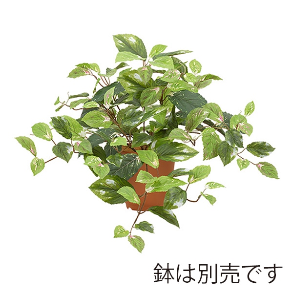 ドガ コレウスハンギングブッシュ グリーンミックス LEB-8218 1本(ご注文単位1本)【直送品】