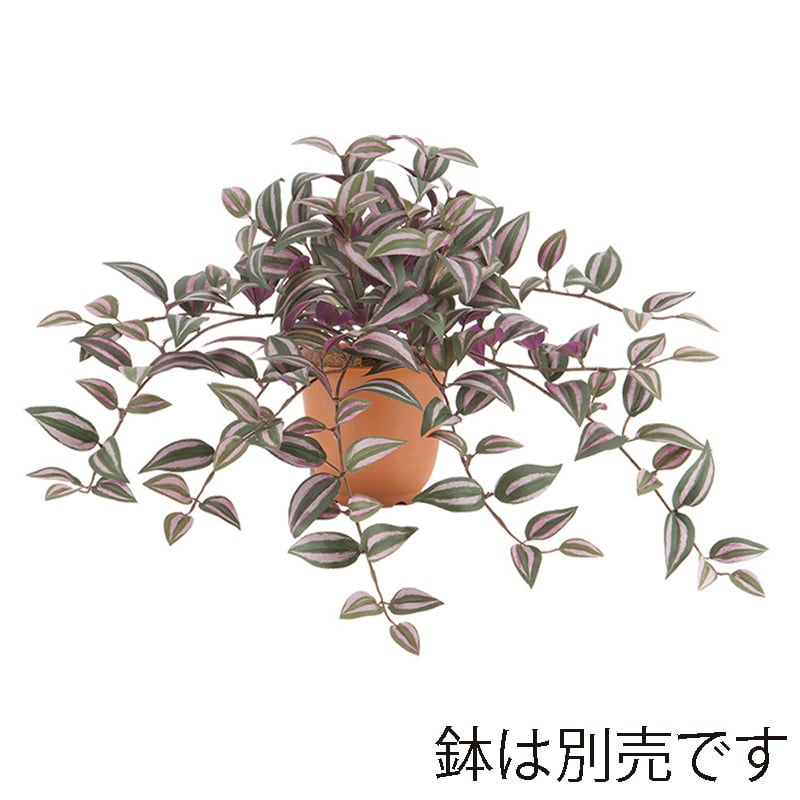 ドガ トラディスカンチャブッシュ パープル/グリーン LEB-8236 1本(ご注文単位1本)【直送品】