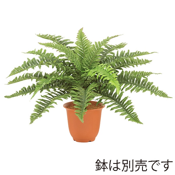 ドガ ハワイアンボストンファーンブッシュ S LEB-8237-S 1本（ご注文単位1本）【直送品】