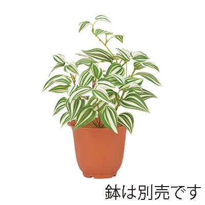 ドガ トラディスカンチャブッシュ グリーン/ホワイト LEB-8239 1本(ご注文単位1本)【直送品】