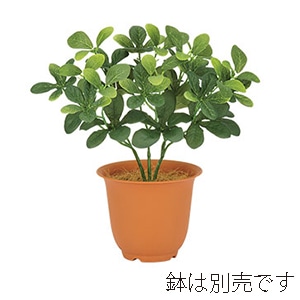 ドガ トベラブッシュ  LEB-8240 1本（ご注文単位1本）【直送品】