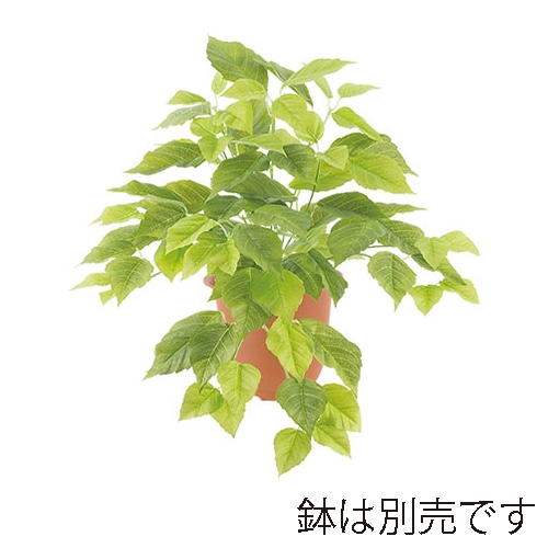 ドガ フレッシュシサスブッシュ  LEB-8247 1本（ご注文単位1本）【直送品】