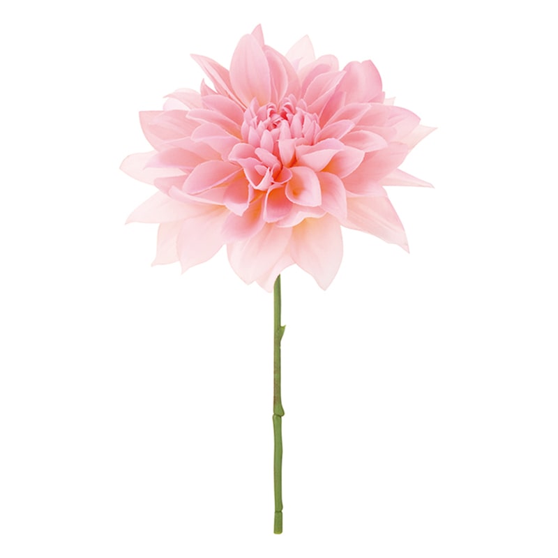 ドガ ダリアピック アンティーククリームピンク FLP-6017 1本（ご注文単位1本）【直送品】