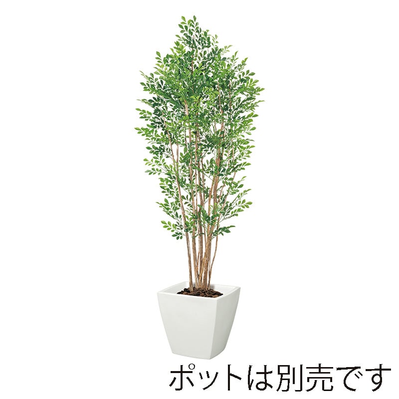 ドガ プレミアムトネリコツリー ナチュラルトランク NGT-2038 1本（ご注文単位1本）【直送品】