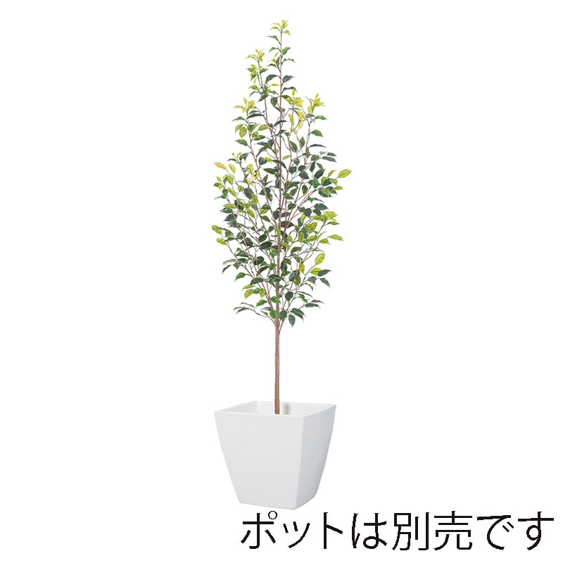 ドガ フィカスツリー 160cm LET-2079-S 1本（ご注文単位1本）【直送品】