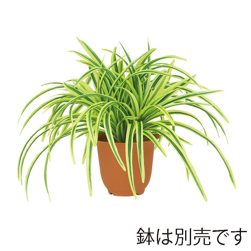 ドガ ドラセナブッシュ イエロー／グリーン LEB-8045 1本（ご注文単位1本）【直送品】