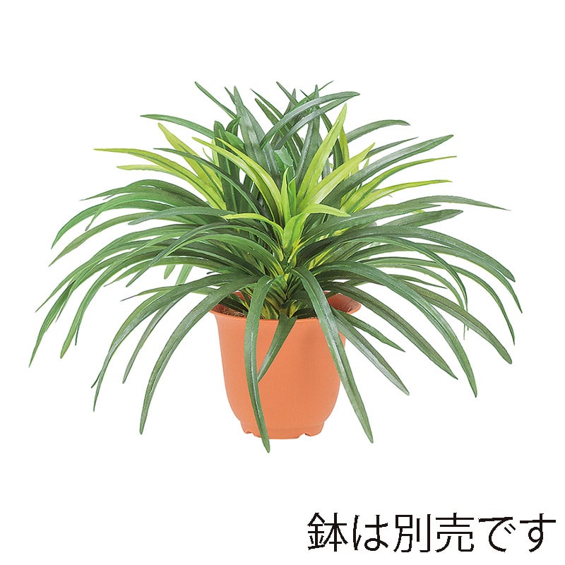 ドガ ドラセナブッシュ ツートングリーン LEB-8045 1本（ご注文単位1本）【直送品】