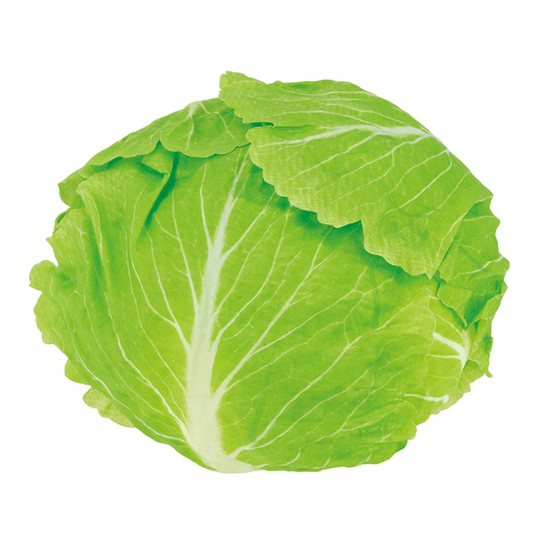 ドガ ディスプレイ　フレッシュキャベツ  VF-1274 1個（ご注文単位1個）【直送品】