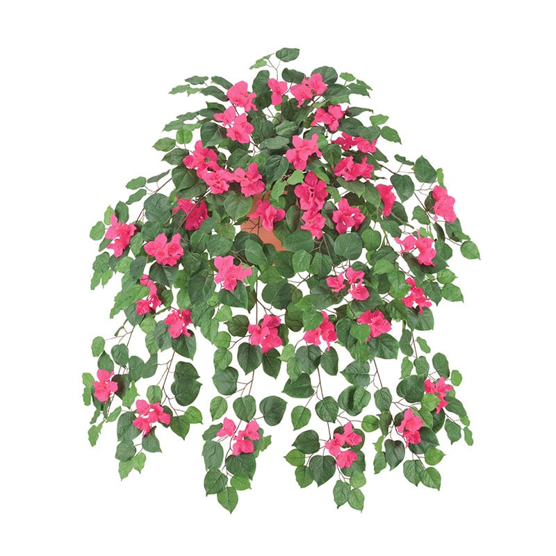 ドガ ラージブーゲンビリアブッシュ ビューティー FLB-8122 1本（ご注文単位1本）【直送品】