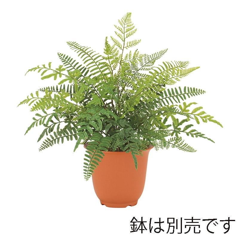 ドガ ミックスファーンブッシュ  LEB-8338 1本（ご注文単位1本）【直送品】