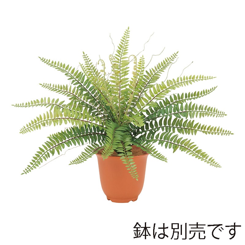 ドガ ミックスボストンファーンブッシュ S LEB-8339-S 1本（ご注文単位1本）【直送品】