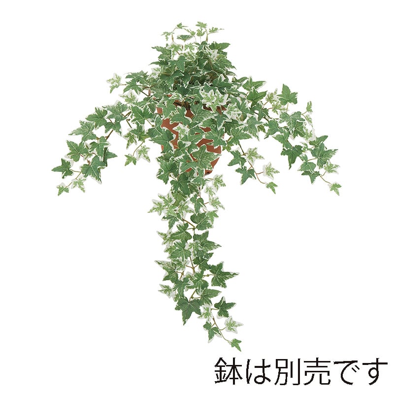 ドガ ユーロアイビーブッシュ　斑入り L LEB-8344-L 1本（ご注文単位1本）【直送品】