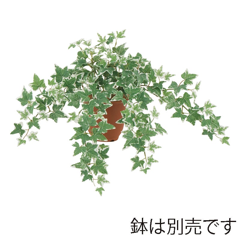 ドガ ユーロアイビーブッシュ　斑入り S LEB-8344-S 1本（ご注文単位1本）【直送品】