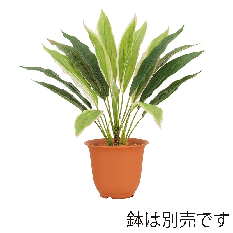 ドガ ウォータープルーフ コルディリーネブッシュ LEB-8365 1本(ご注文単位1本)【直送品】