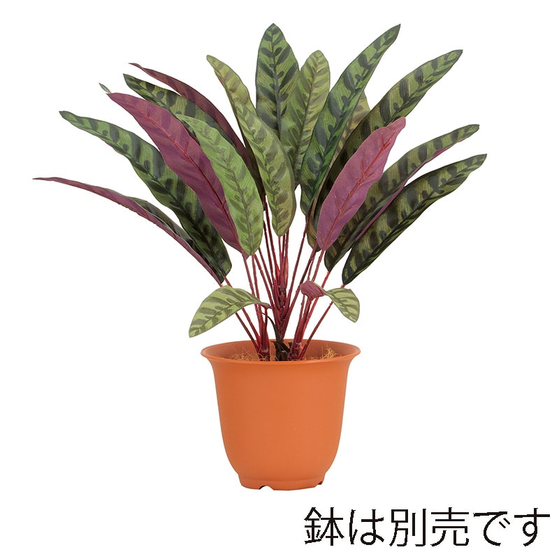 ドガ ピーコックブッシュ LEB-8366 1本(ご注文単位1本)【直送品】