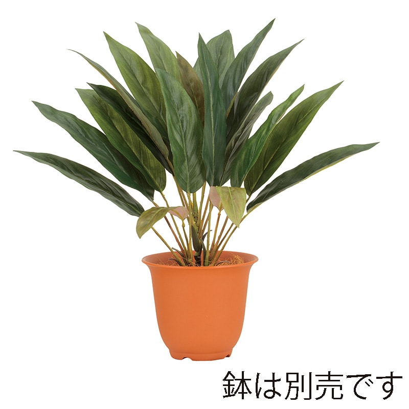 ドガ ドラセナブッシュ  LEB-8367 1本（ご注文単位1本）【直送品】