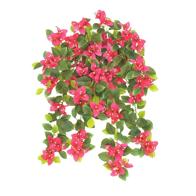 ドガ ブーゲンビリアブッシュ ビューティー FLB-8120 1本（ご注文単位1本）【直送品】