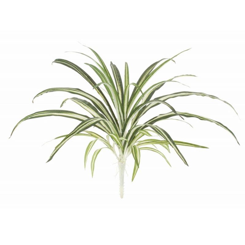 ドガ オリヅルラン LEB-8376 1本(ご注文単位1本)【直送品】