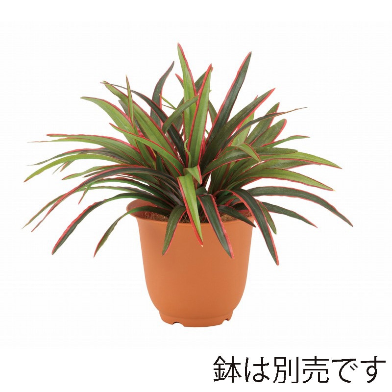 ドガ ミニドラセナブッシュ グリーン／レッド LEB-8384 1本（ご注文単位1本）【直送品】