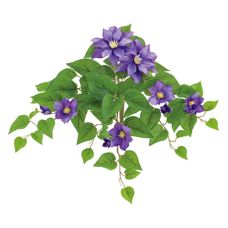 ドガ UVクレマチスブッシュ パープル FLB-8141 1本（ご注文単位1本）【直送品】