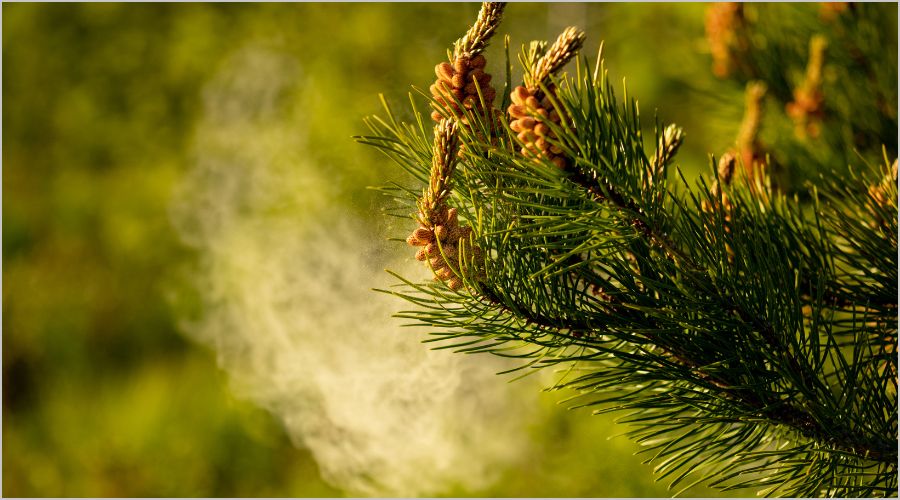 汚れ別に選ぶ網戸掃除方法とケアの頻度