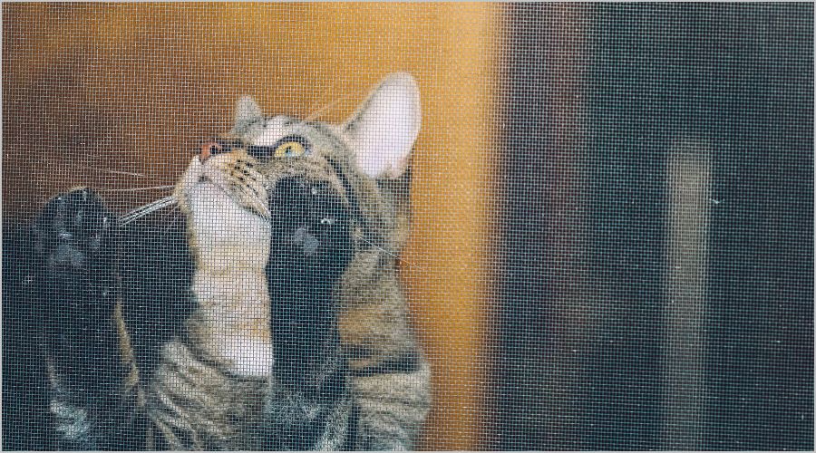 網戸掃除方法まとめ｜手間いらずで簡単キレイ！5つのコツも解説