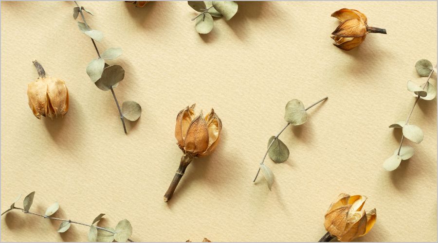 【初心者必見】シリカゲルを用いたドライフラワーの作り方＆色あせ防止対策