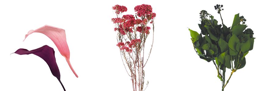 VERDISSIMO（ヴェルディッシモ）