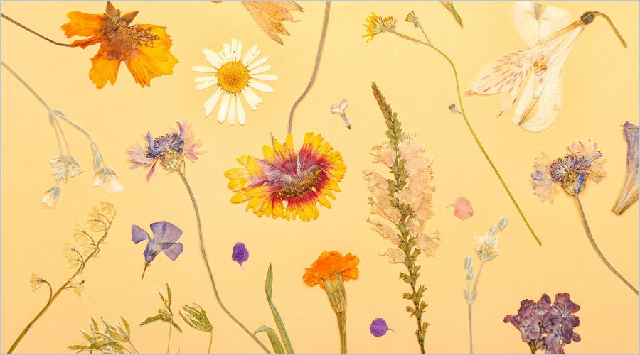 初心者でもカンタン！押し花の作り方と楽しみ方ガイド